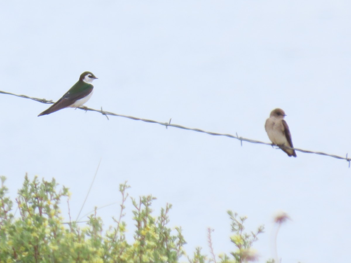 Violet-green Swallow - ML618191660