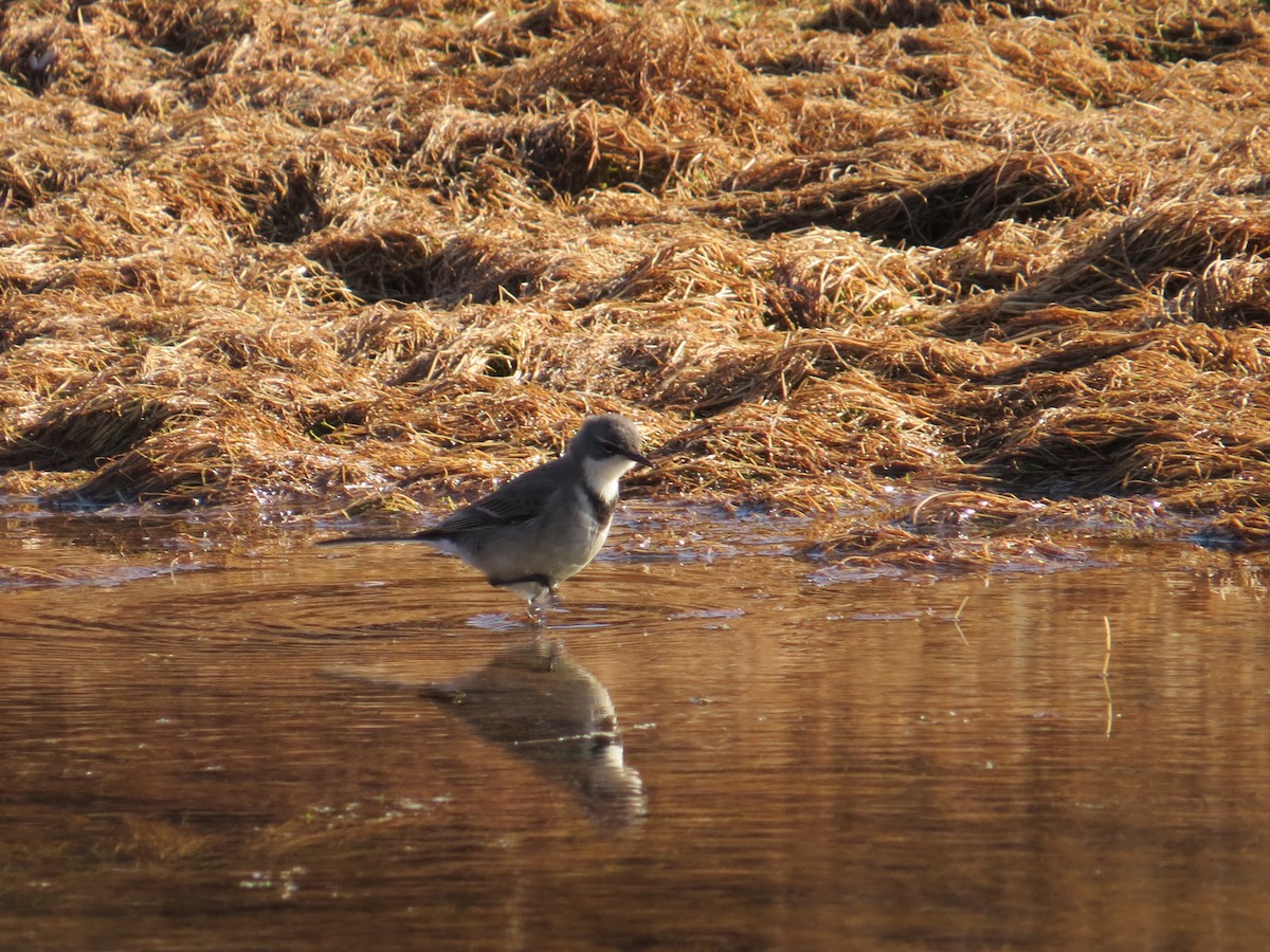 Cape Wagtail - ML618191702