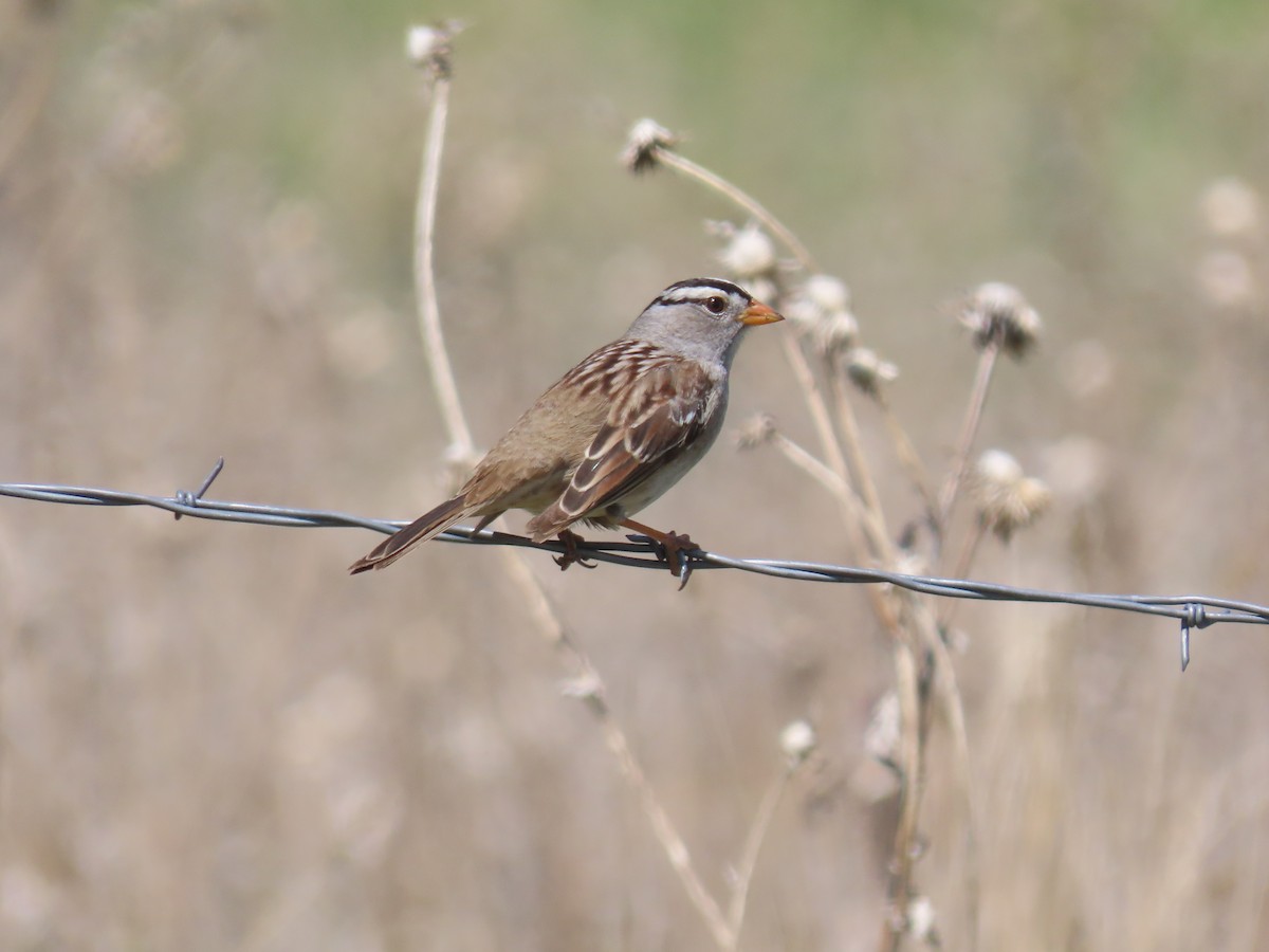 White-crowned Sparrow - Alex Viechec