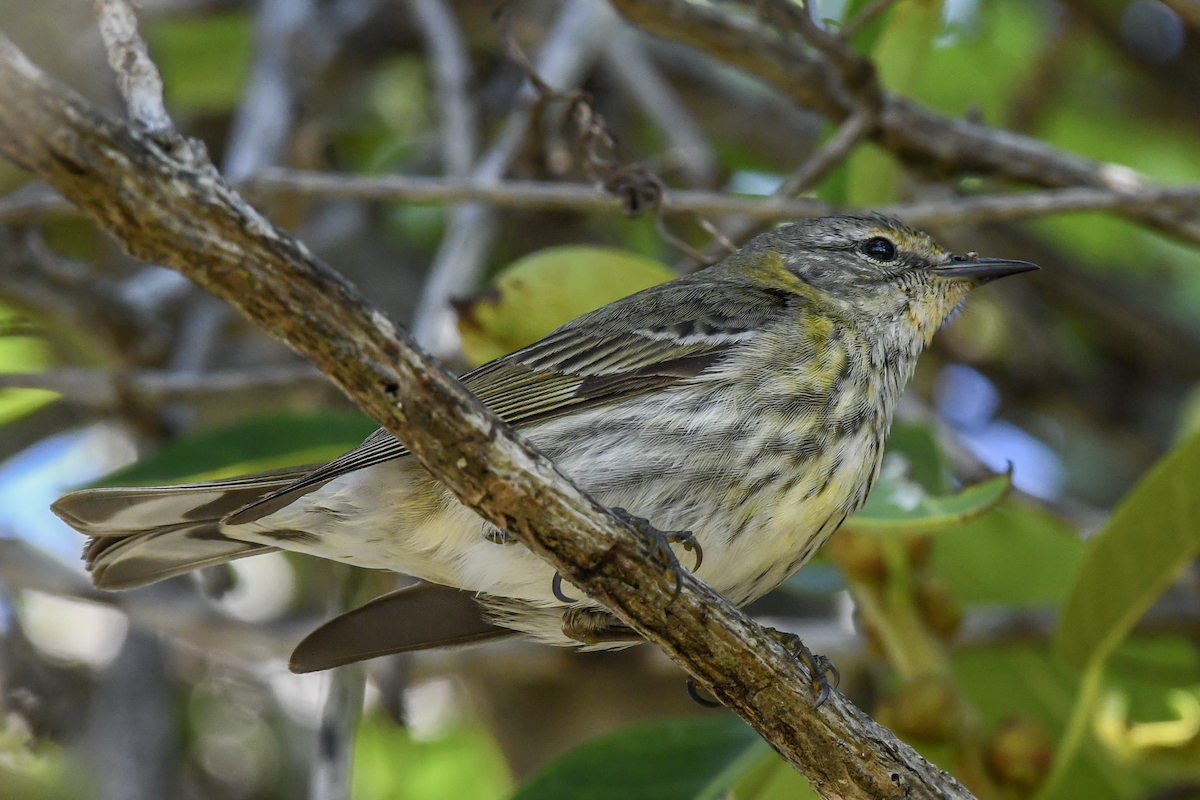 Cape May Warbler - ML618191711