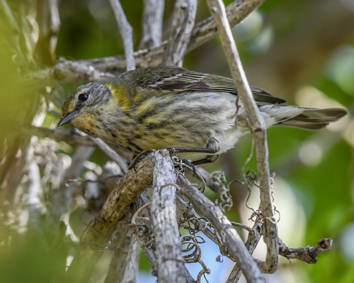 Cape May Warbler - ML618191712