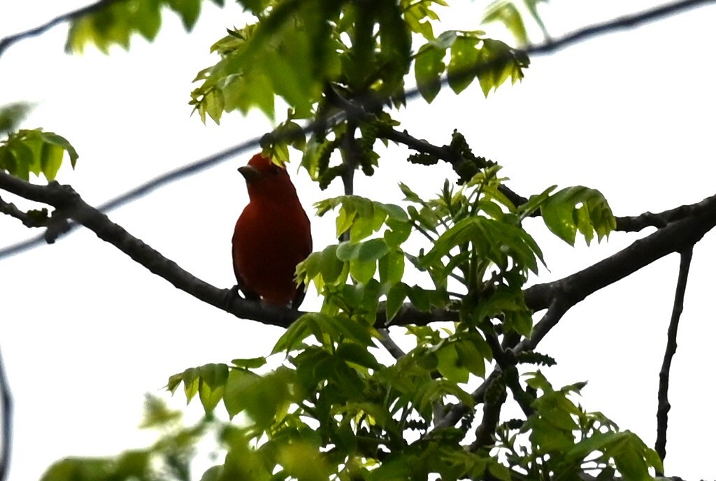 eBird Checklist 28 Apr 2024 USMONixa1818 W Country Hill Ln 37