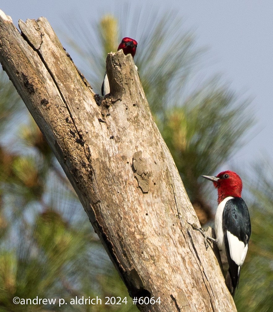 Red-headed Woodpecker - ML618191725