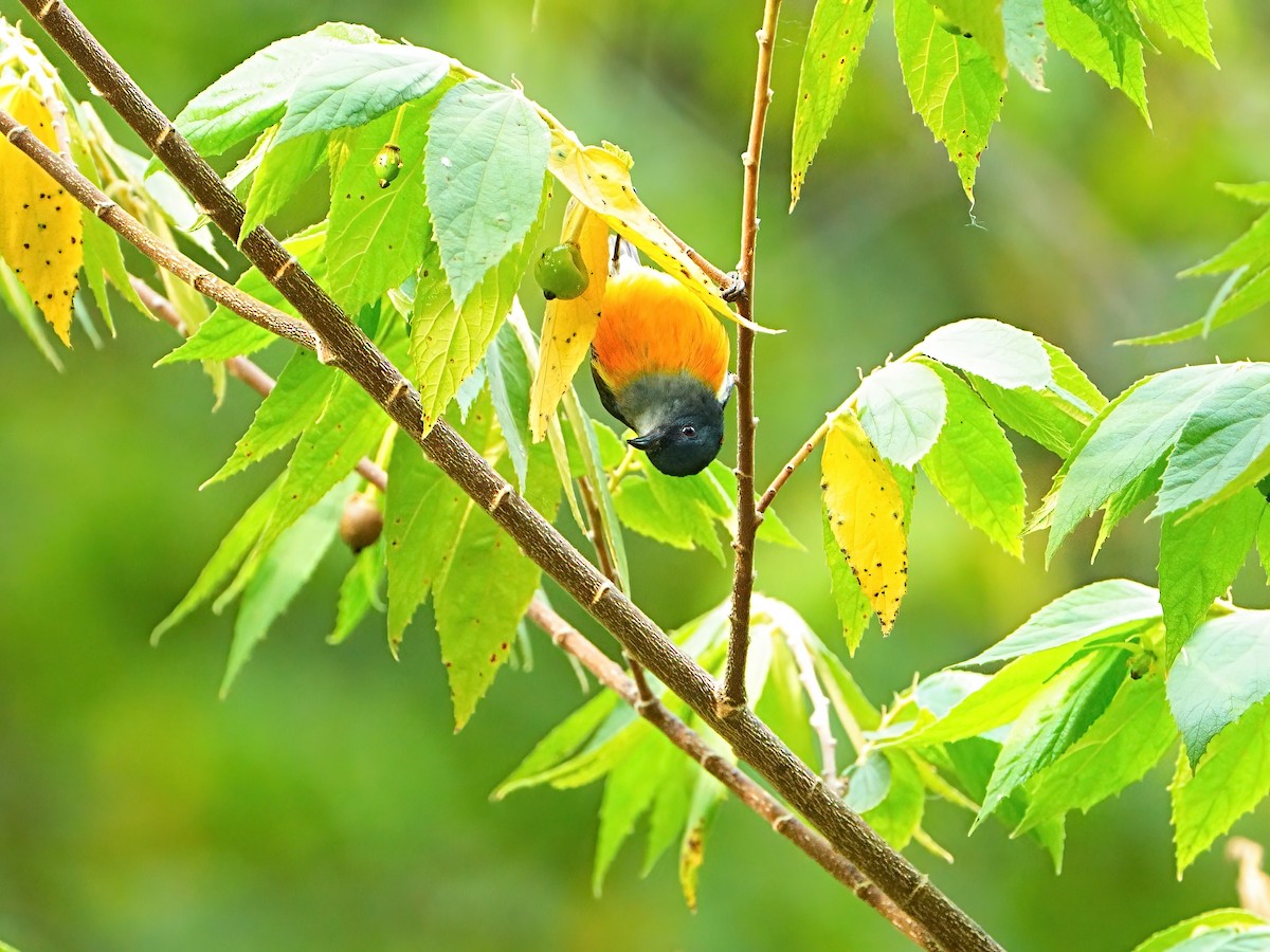 Orange-bellied Flowerpecker - ML618191743