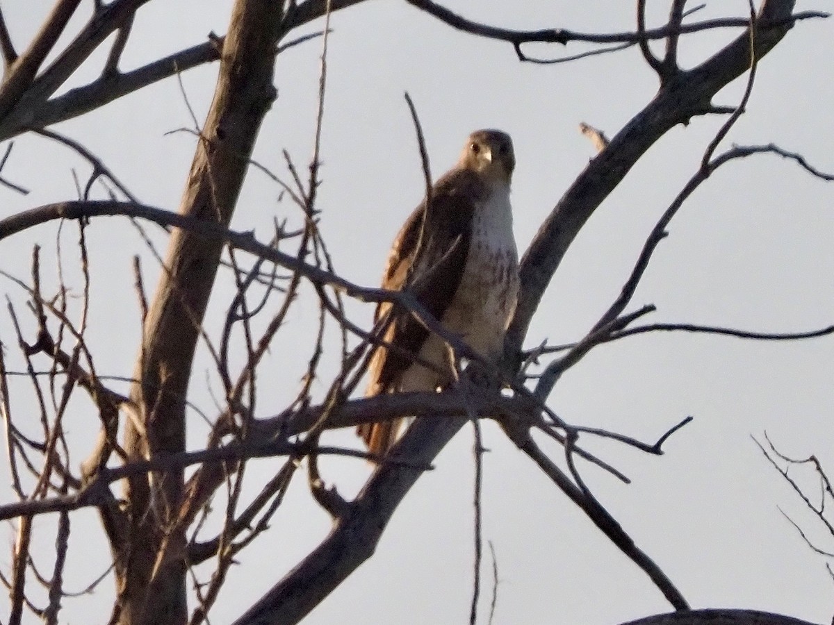 Red-tailed Hawk - ML618191750