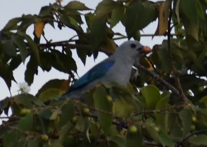 Blue-gray Tanager - ML618191775