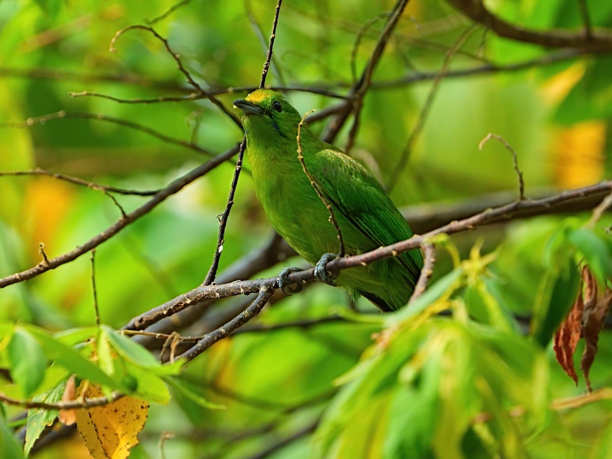 Lesser Green Leafbird - ML618191779