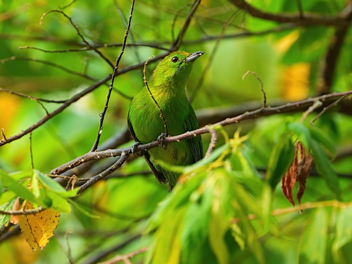 Lesser Green Leafbird - ML618191781