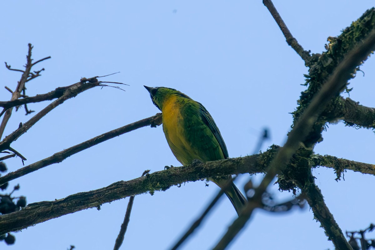 Green-and-gold Tanager - ML618191782