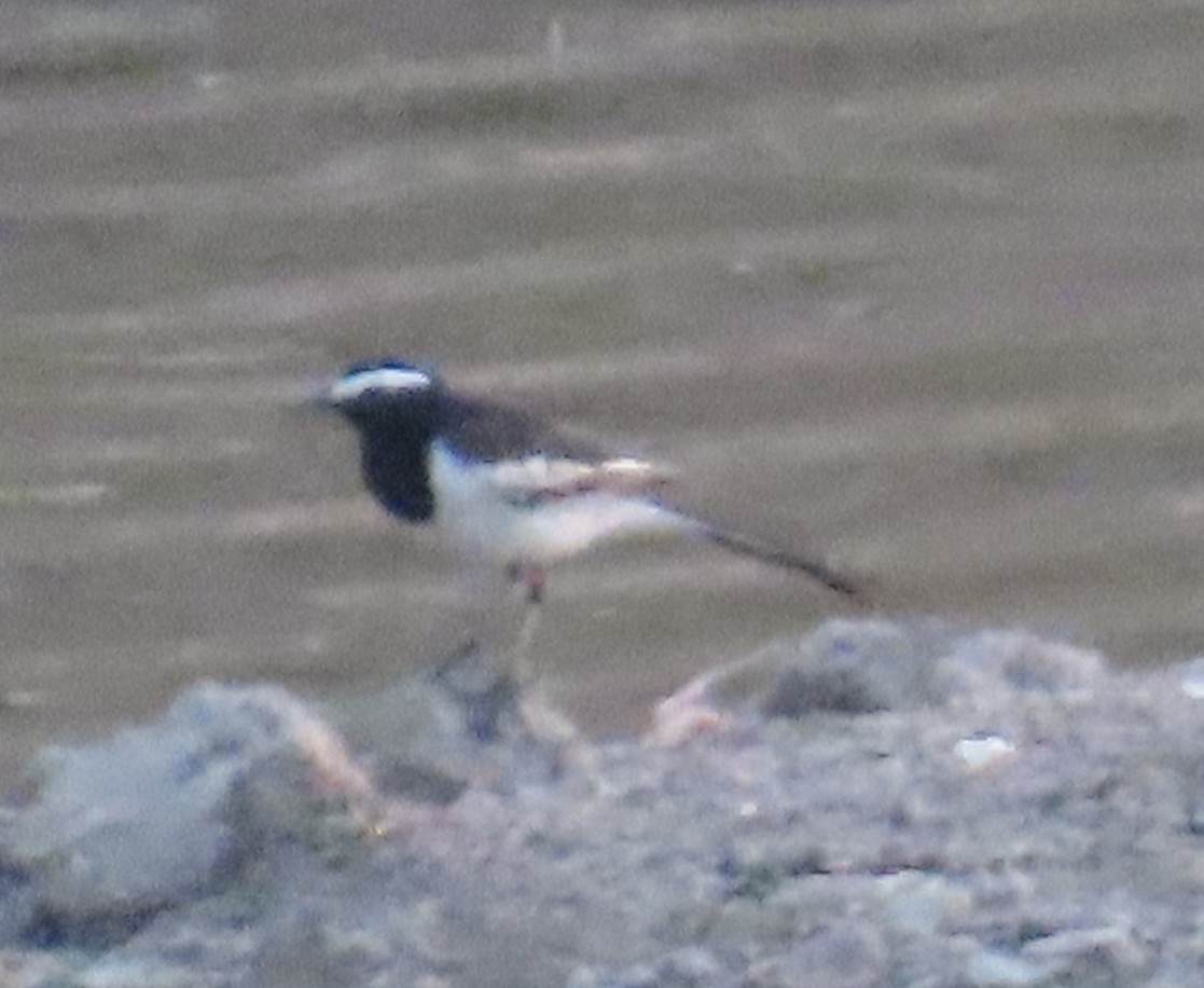 White-browed Wagtail - ML618191787