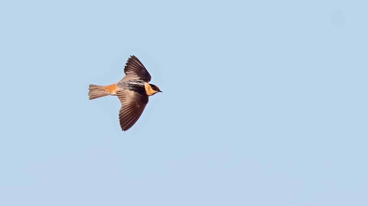 Cave Swallow - ML618191792