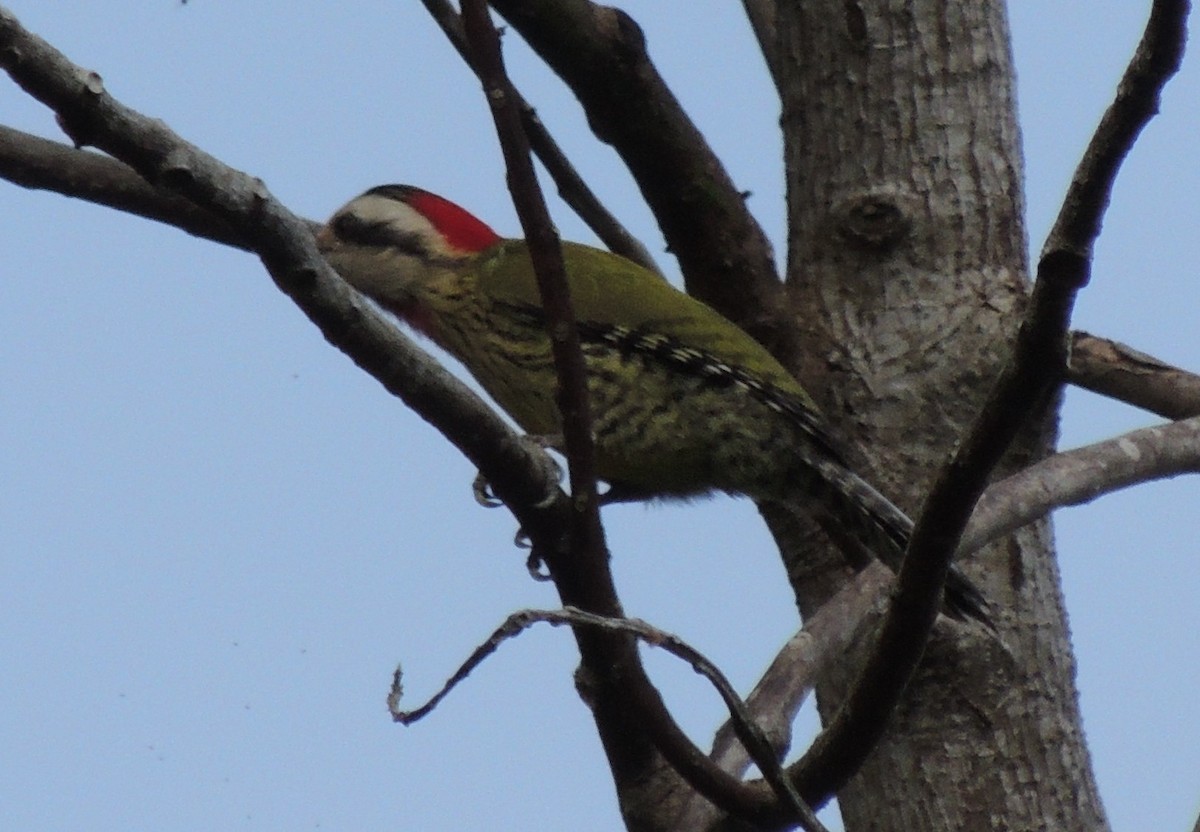 Cuban Green Woodpecker - ML618191793