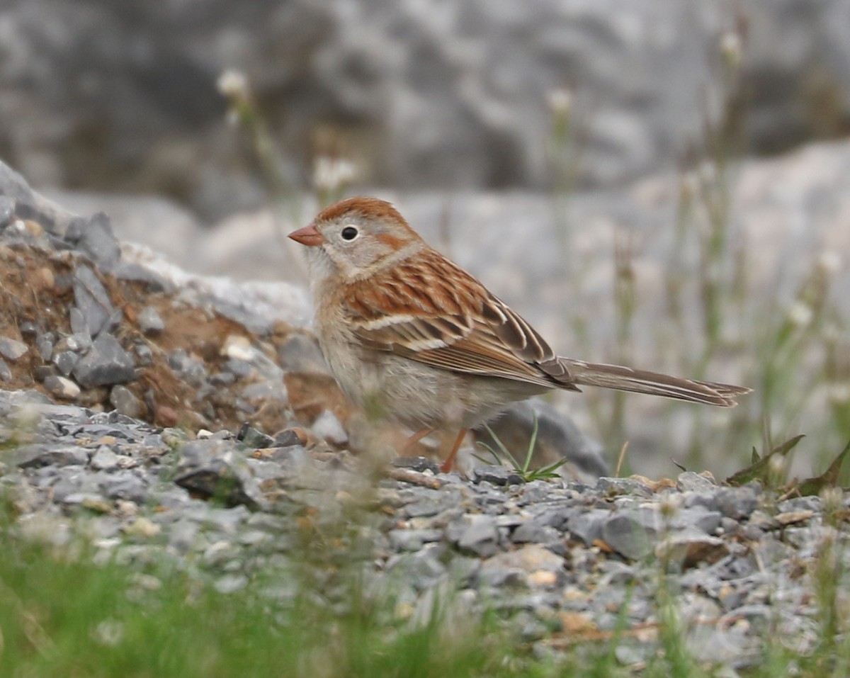 Field Sparrow - ML618191796
