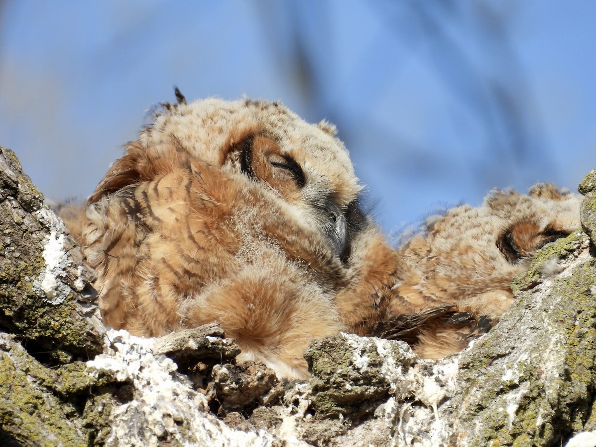 Great Horned Owl - Dana Sterner
