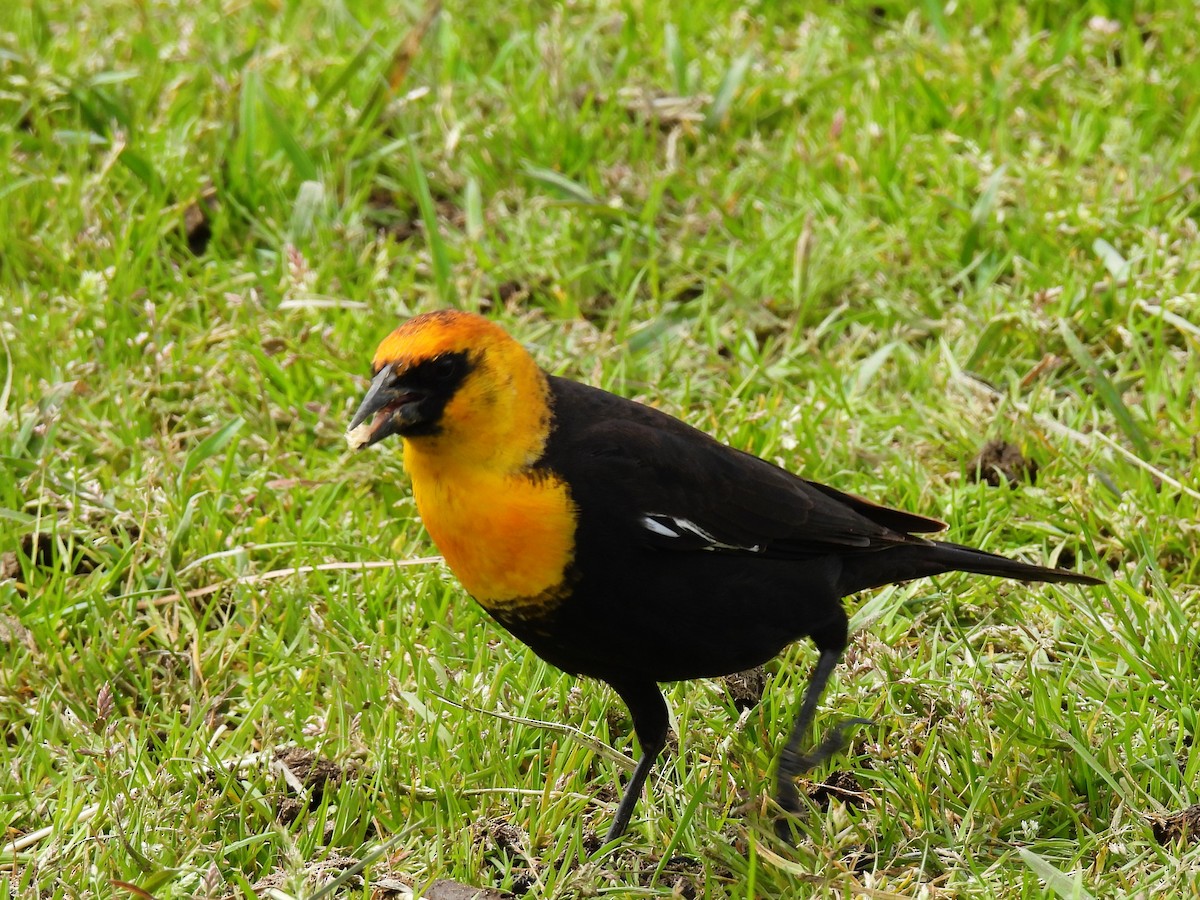 Yellow-headed Blackbird - Tina Toth
