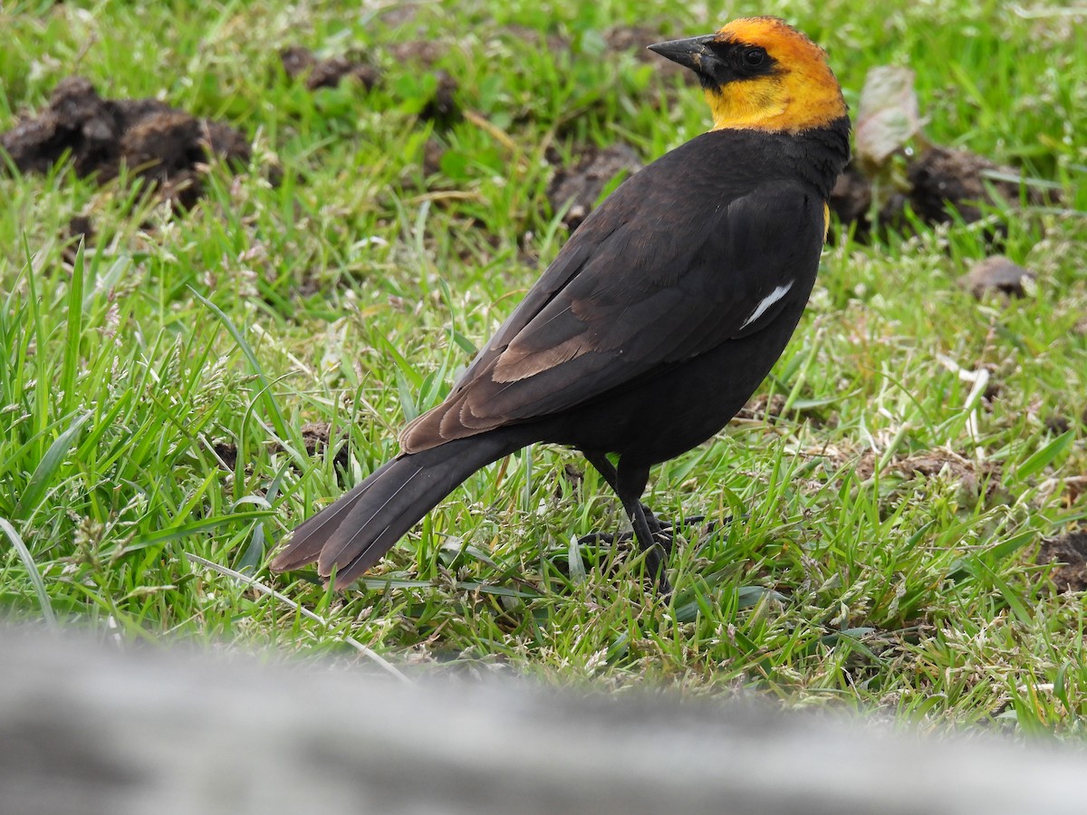 Yellow-headed Blackbird - ML618191801