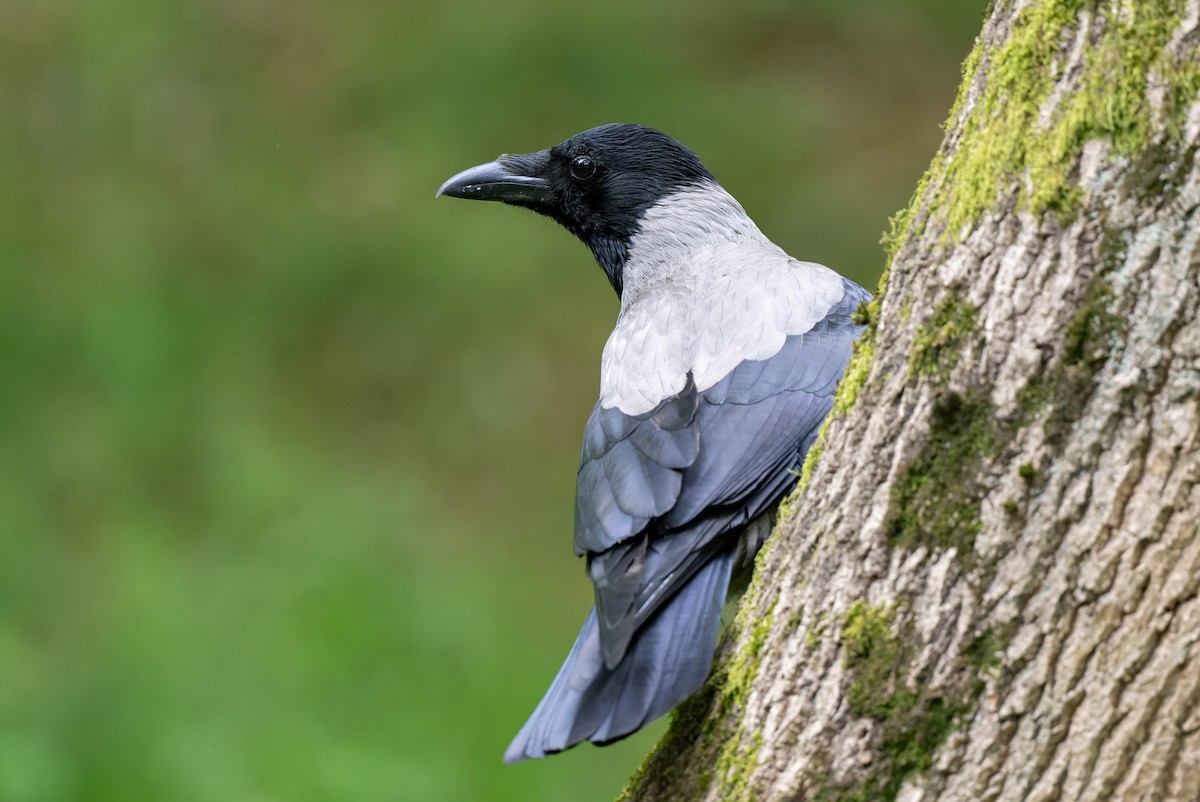 Hooded Crow - Mitchell Goldfarb