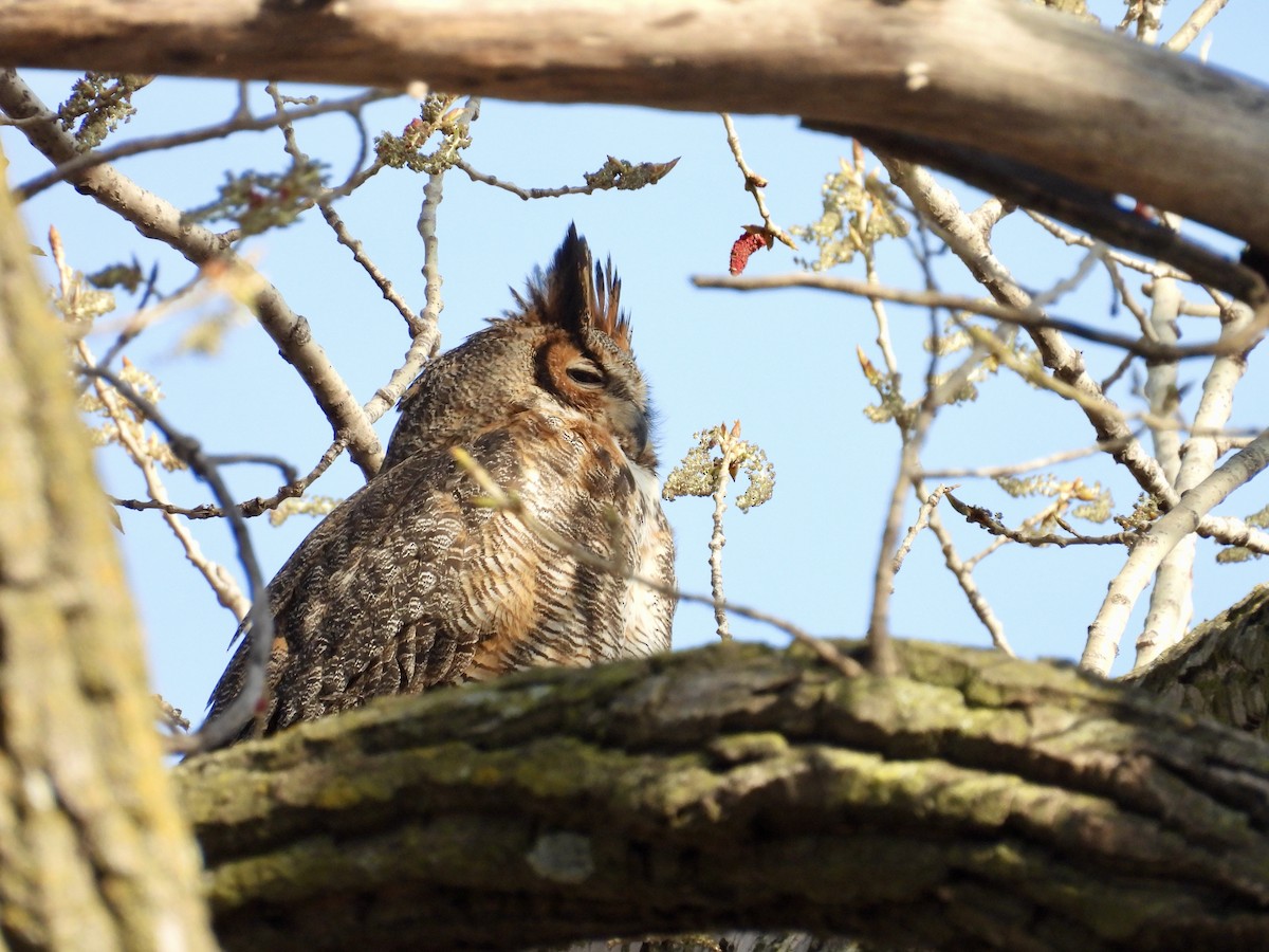 Great Horned Owl - Dana Sterner