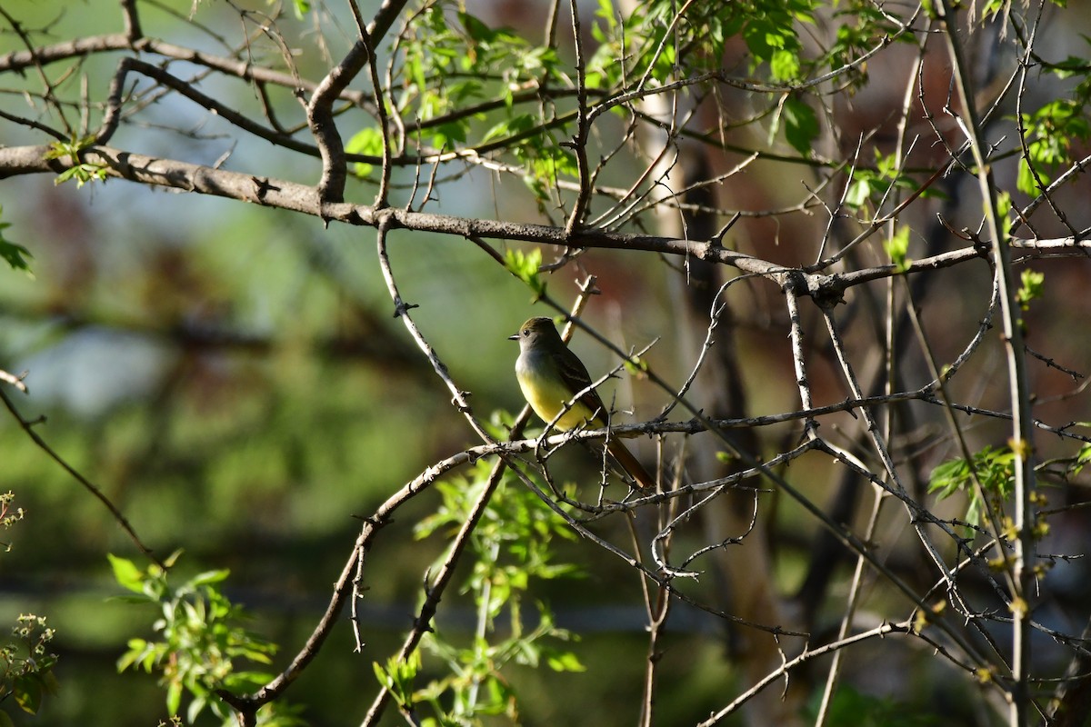Great Crested Flycatcher - Riley Marinelli
