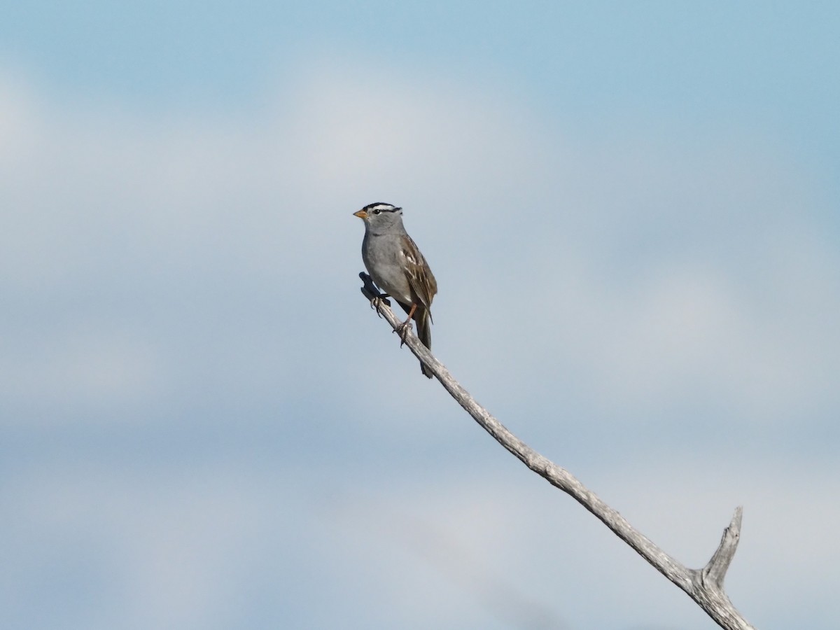 White-crowned Sparrow - David Zook