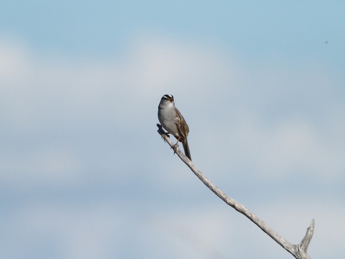 White-crowned Sparrow - ML618191810