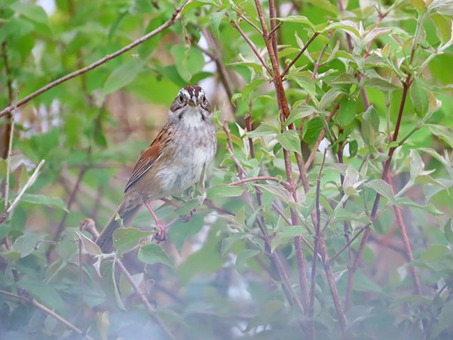 Swamp Sparrow - ML618191817