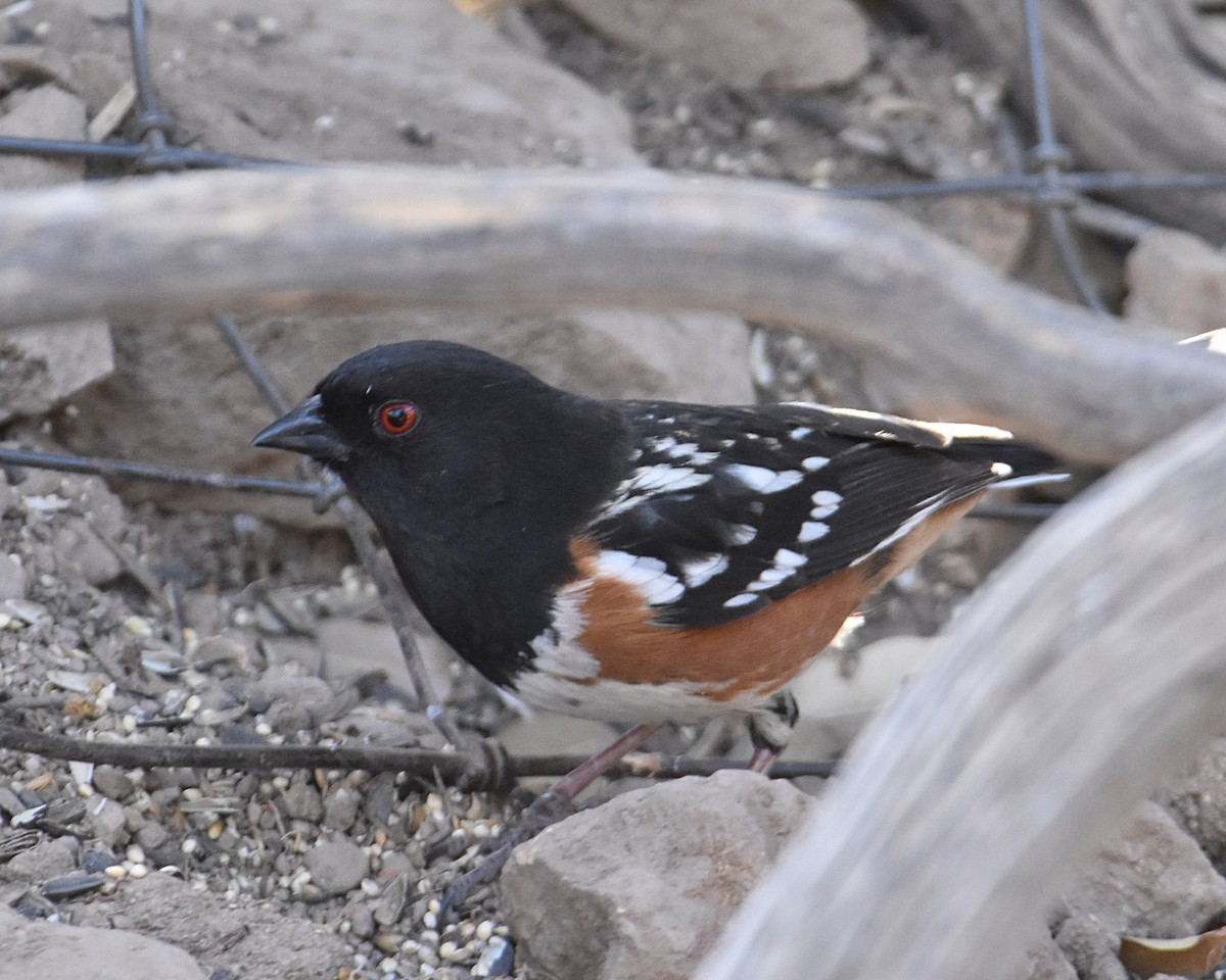Spotted Towhee - ML618191820