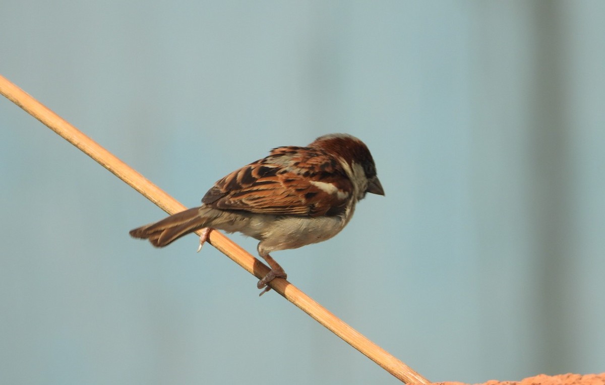 House Sparrow - Chaiti Banerjee