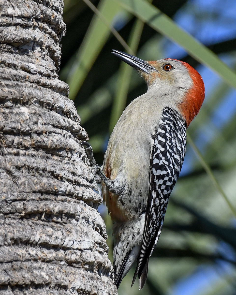 Red-bellied Woodpecker - ML618191853