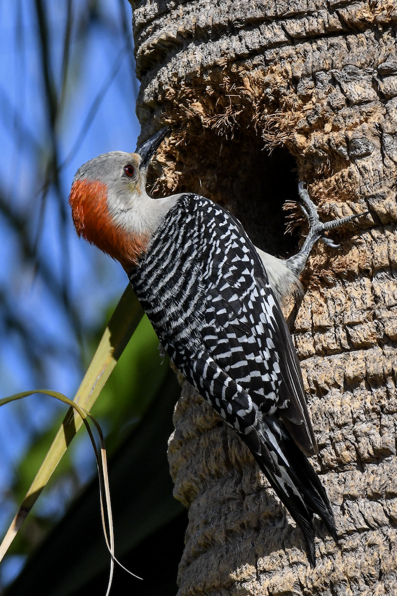 Red-bellied Woodpecker - ML618191854