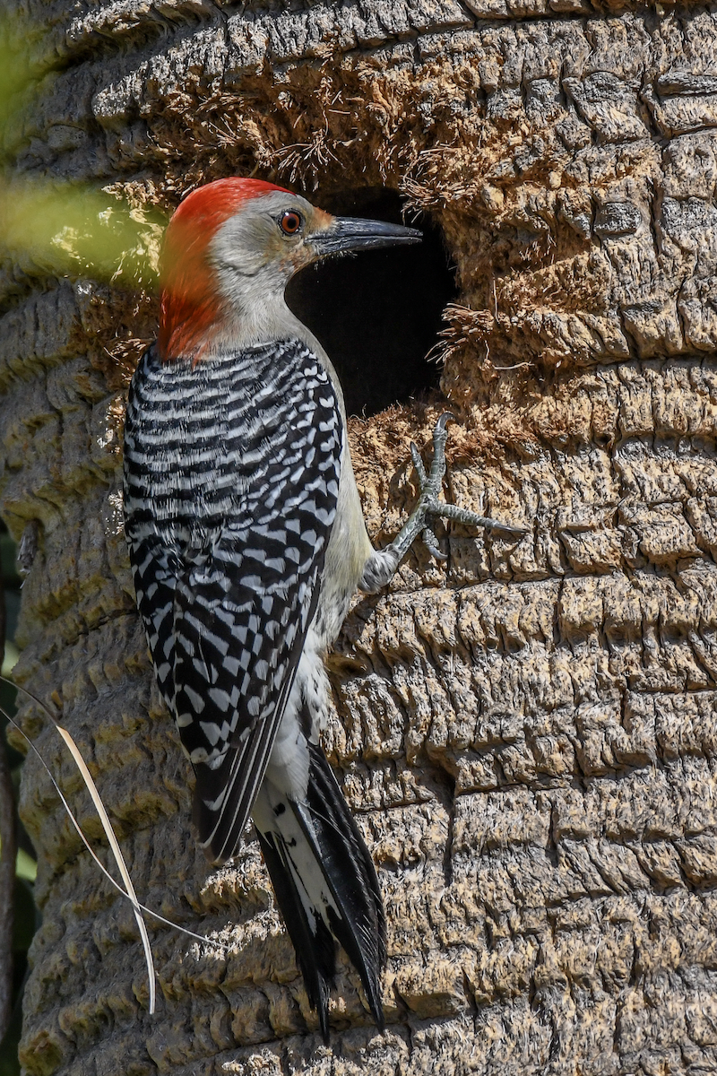 Red-bellied Woodpecker - ML618191856