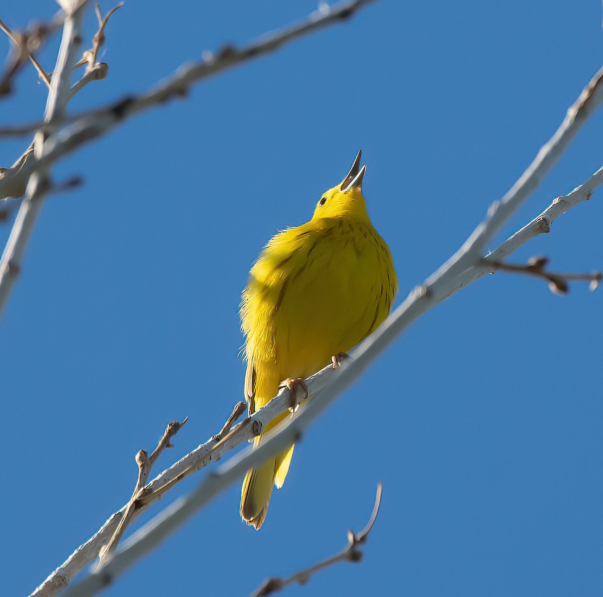 Yellow Warbler (Northern) - ML618191865