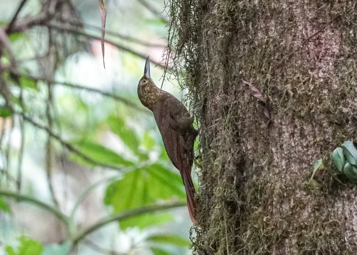 Spotted Woodcreeper - ML618191880