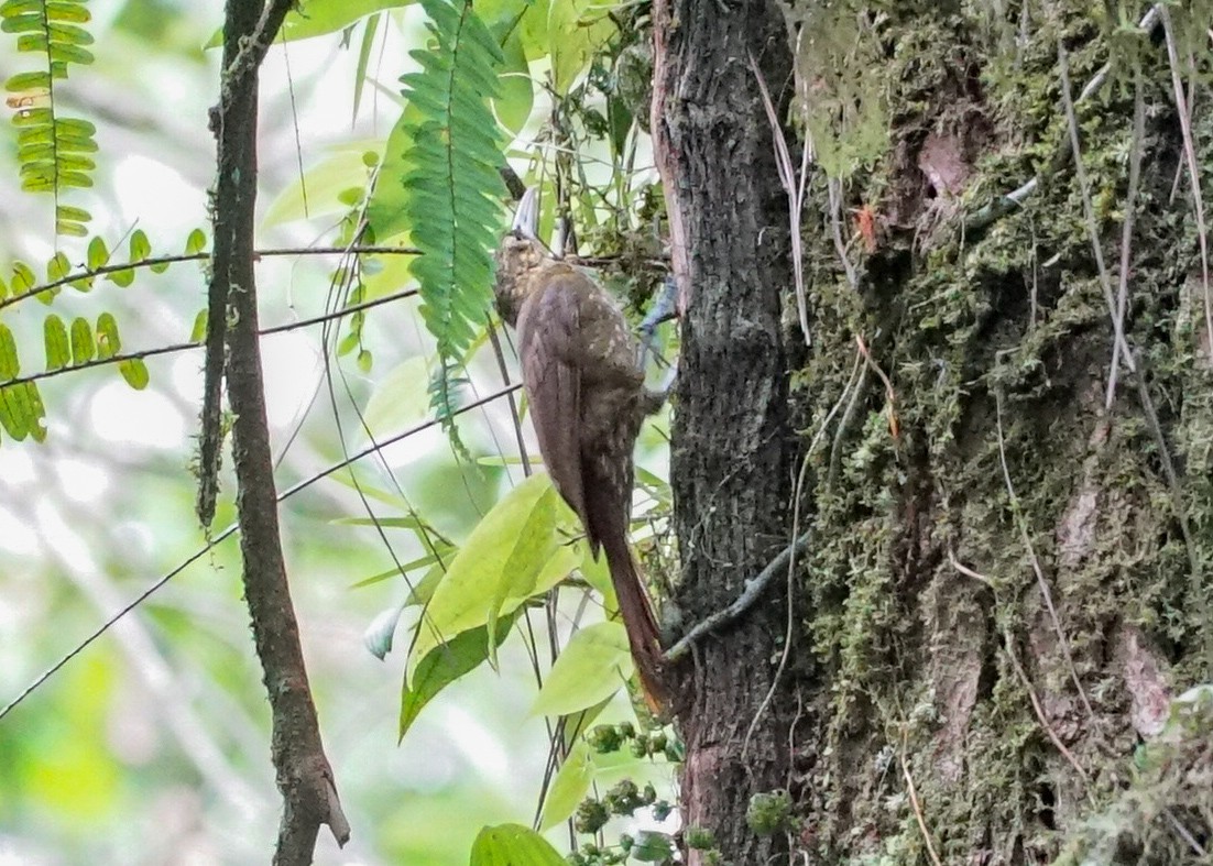 Spotted Woodcreeper - ML618191881