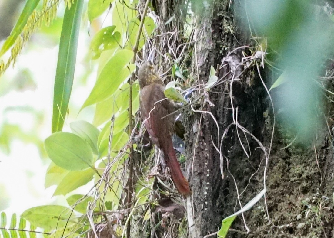 Spotted Woodcreeper - ML618191882