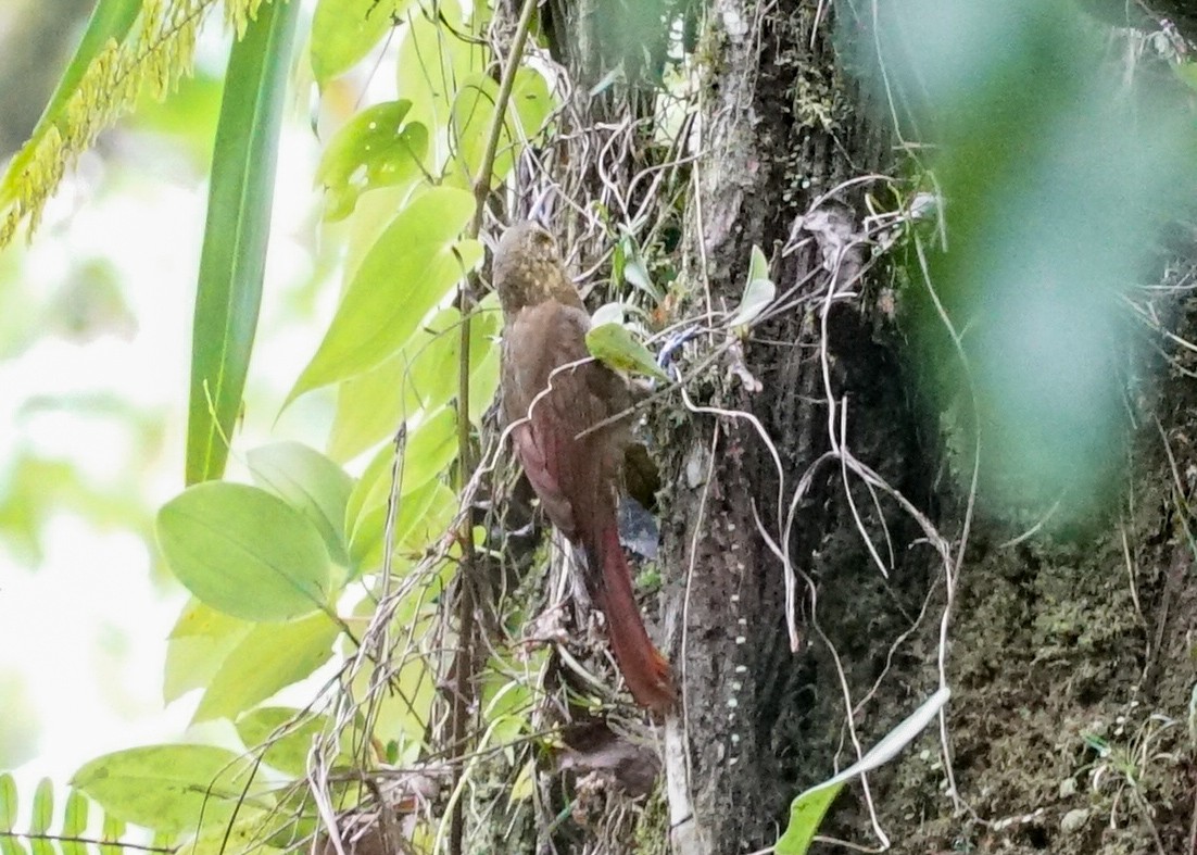 Spotted Woodcreeper - ML618191883