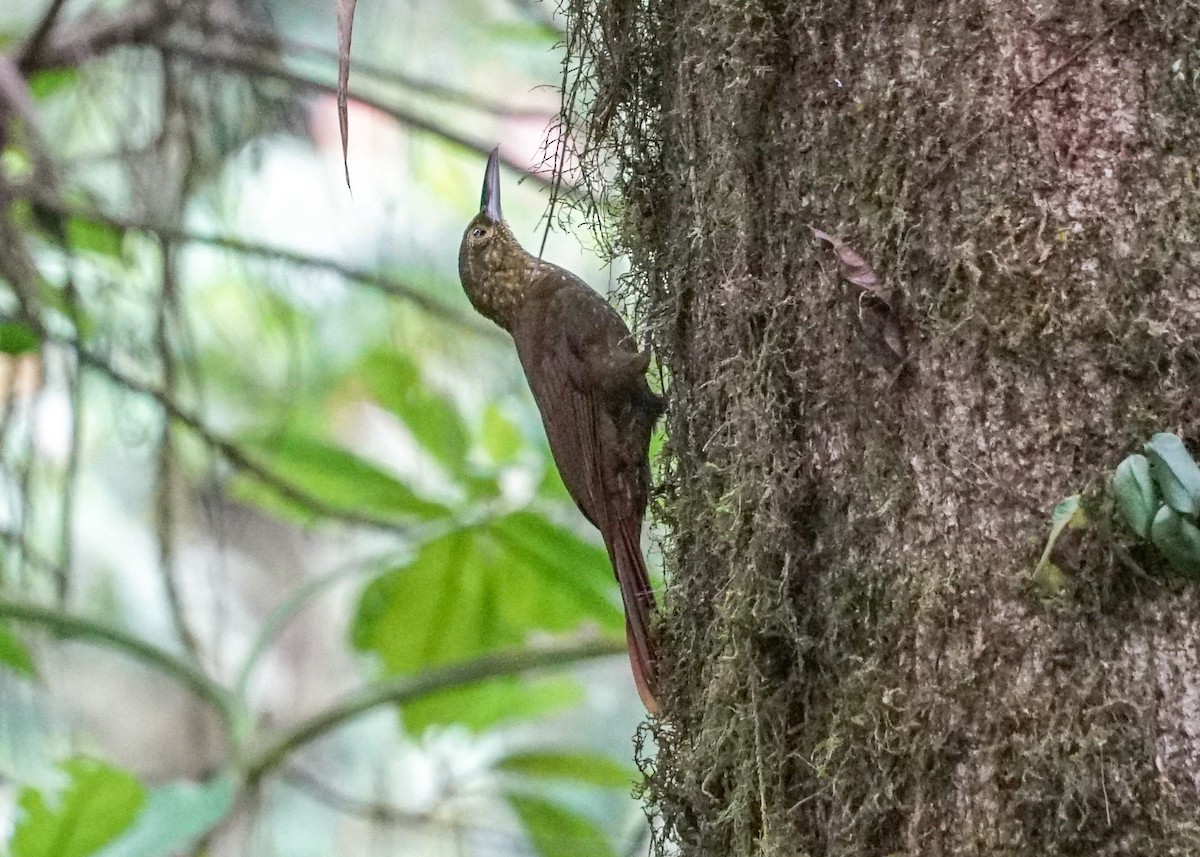 Spotted Woodcreeper - ML618191884