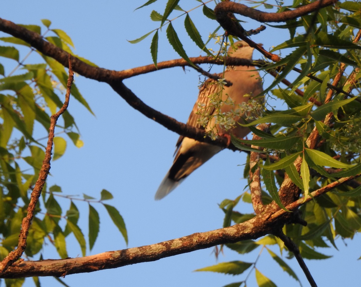 Spotted Dove - Mehroon Wahab