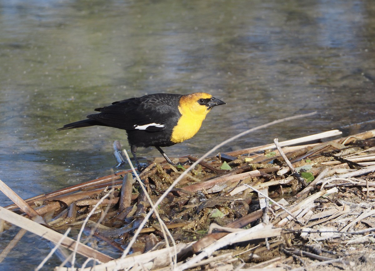 Yellow-headed Blackbird - ML618191992
