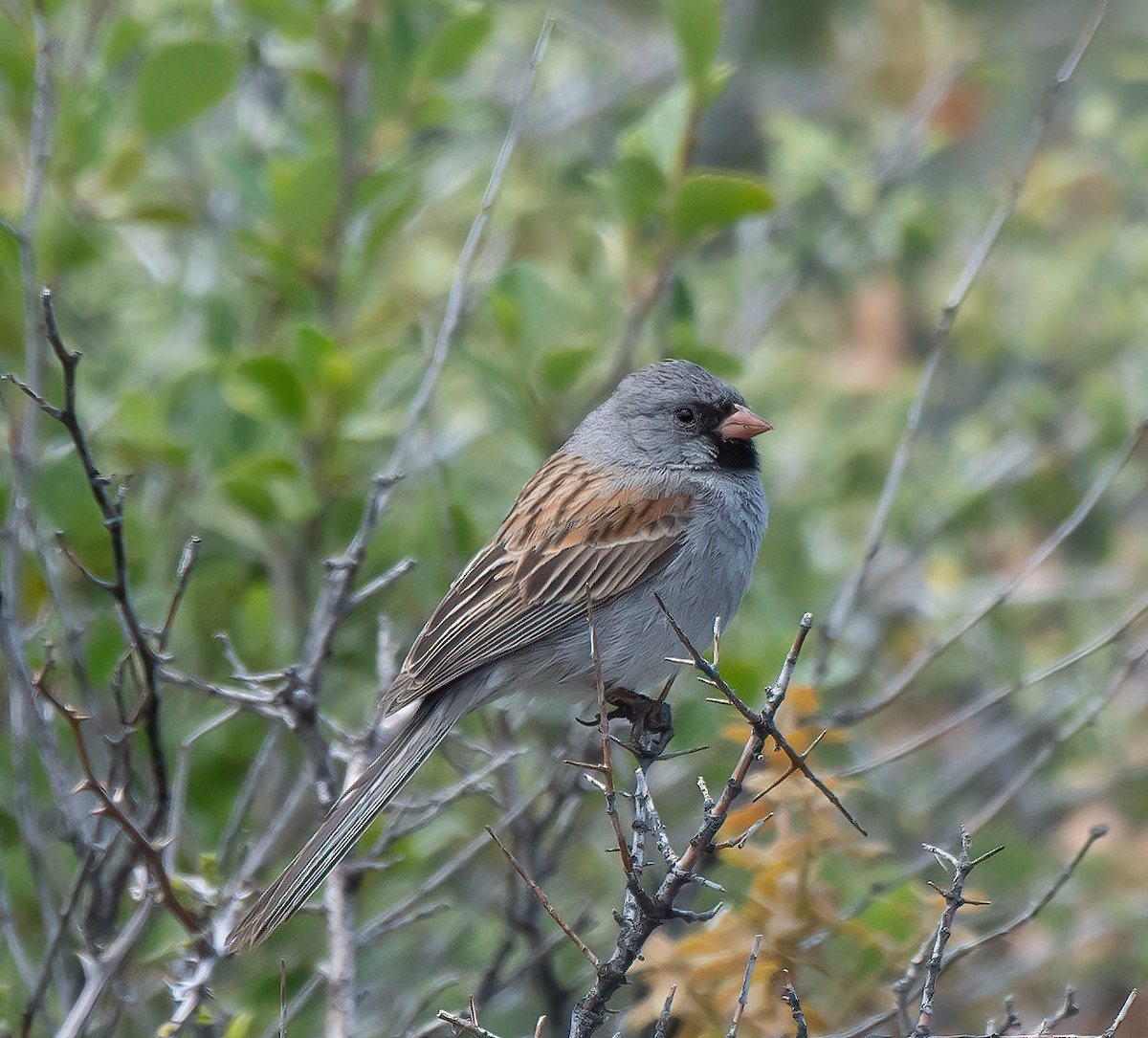 Black-chinned Sparrow - Gordon Karre