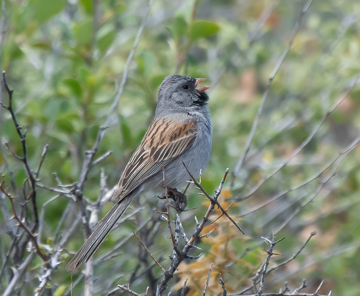 Black-chinned Sparrow - Gordon Karre