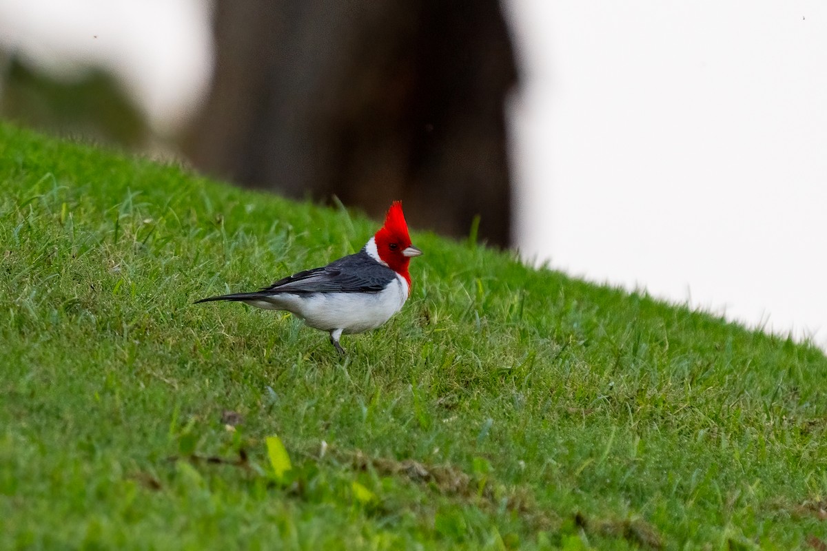 Red-crested Cardinal - ML618192086