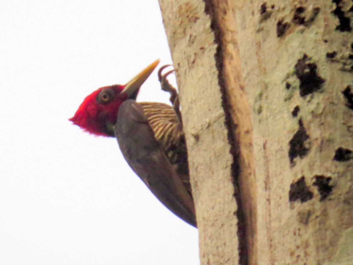 Pale-billed Woodpecker - ML618192091