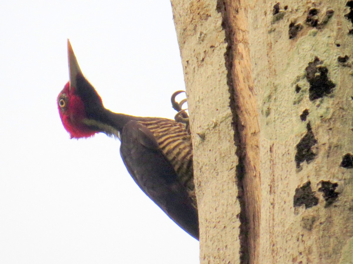 Pale-billed Woodpecker - ML618192092