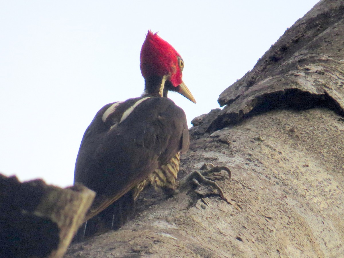 Pale-billed Woodpecker - ML618192093