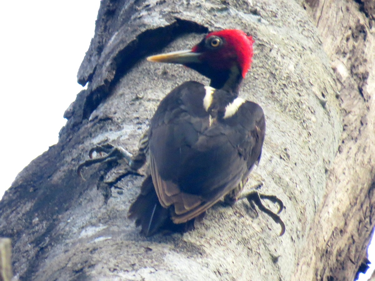 Pale-billed Woodpecker - ML618192095