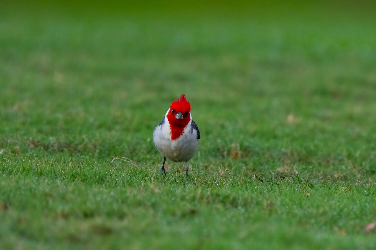 Red-crested Cardinal - ML618192111