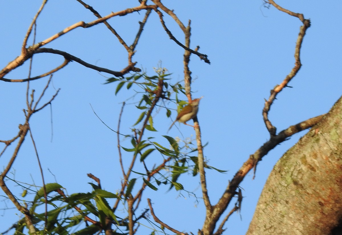 Common Tailorbird - ML618192126