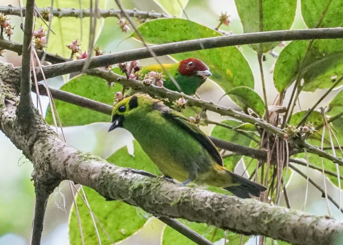 Emerald Tanager - ML618192128