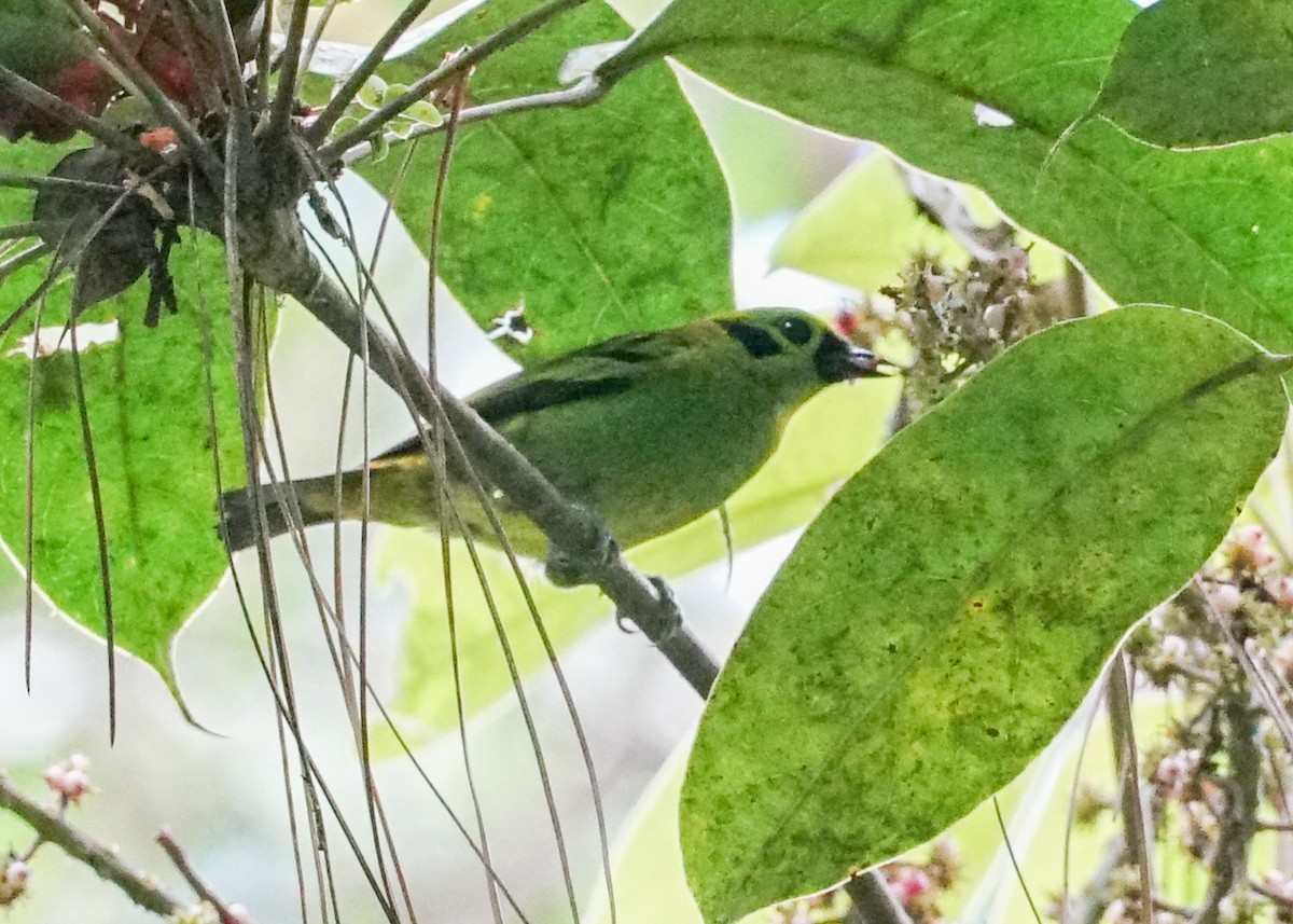 Emerald Tanager - ML618192129